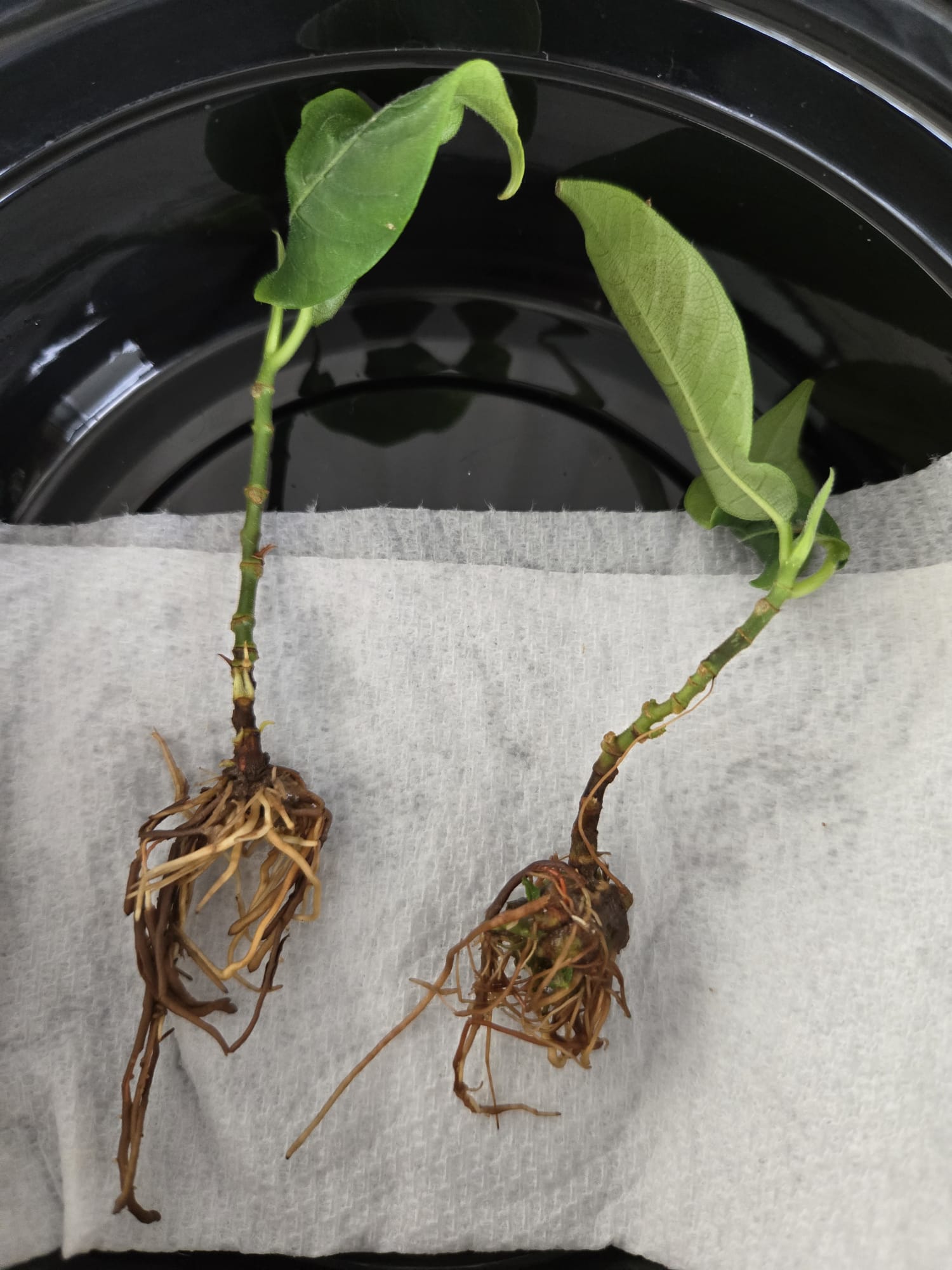 Breadfruit Bare Root