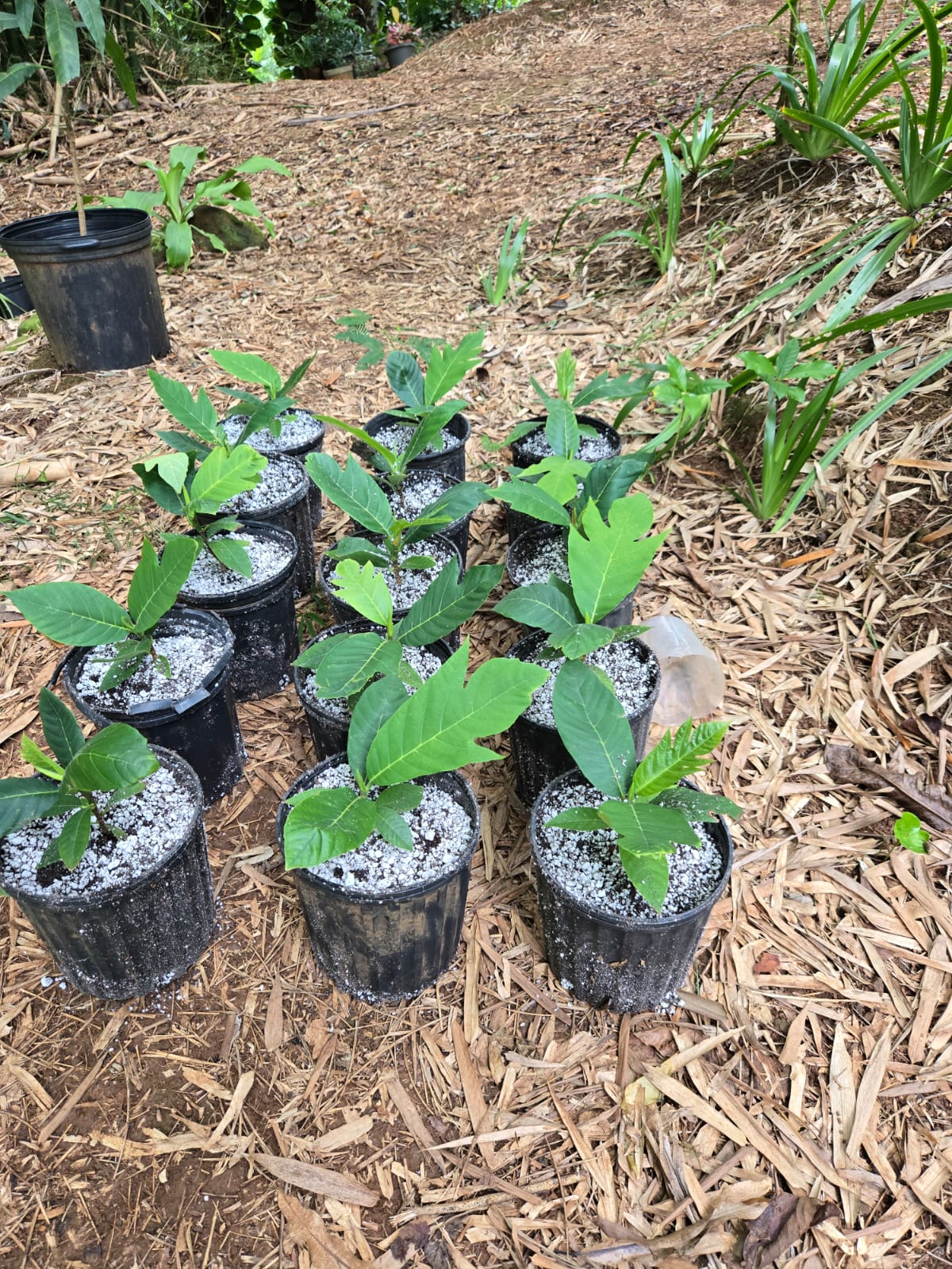 Breadfruit Half Gallon Pot