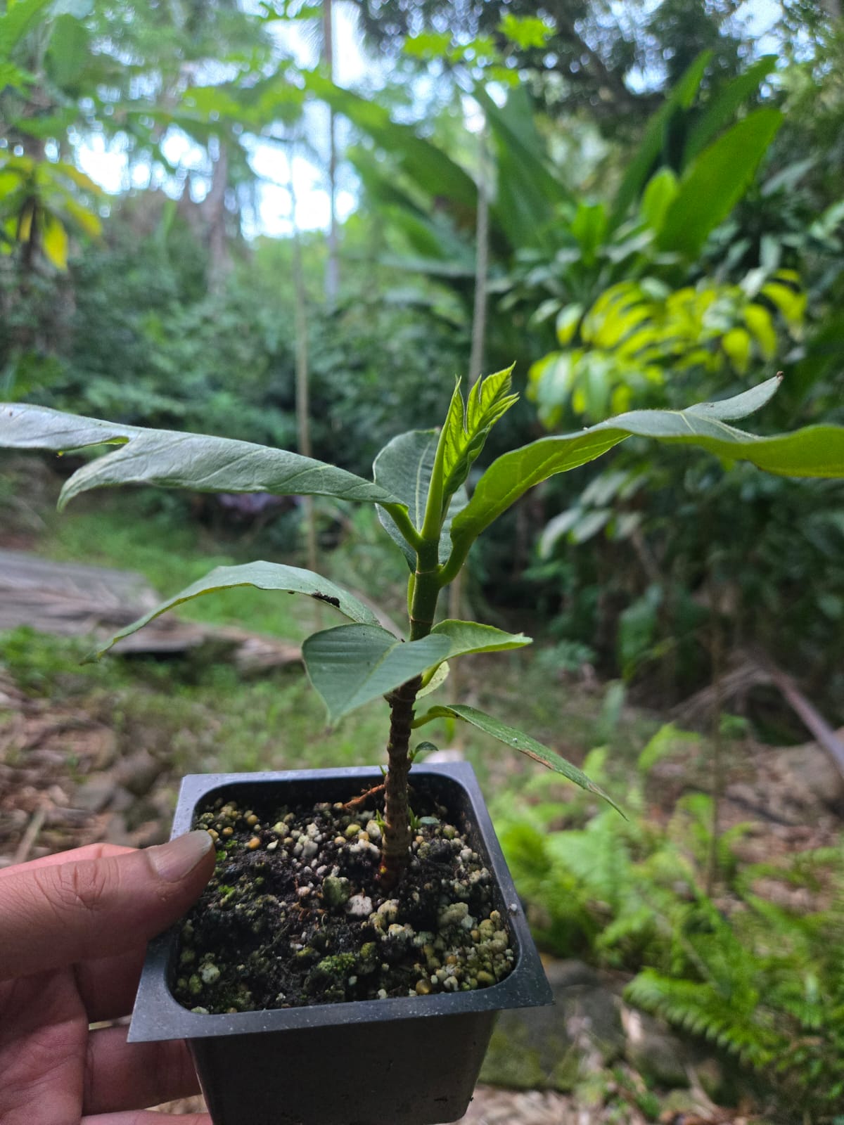 Breadfruit Four Inch Pot