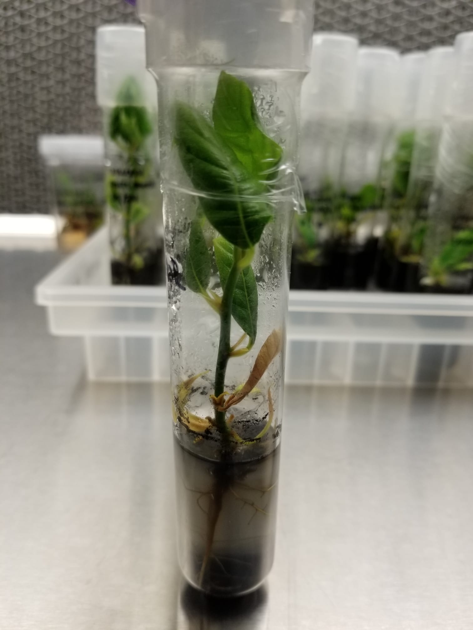 Breadfruit Tissue Culture in Test Tube