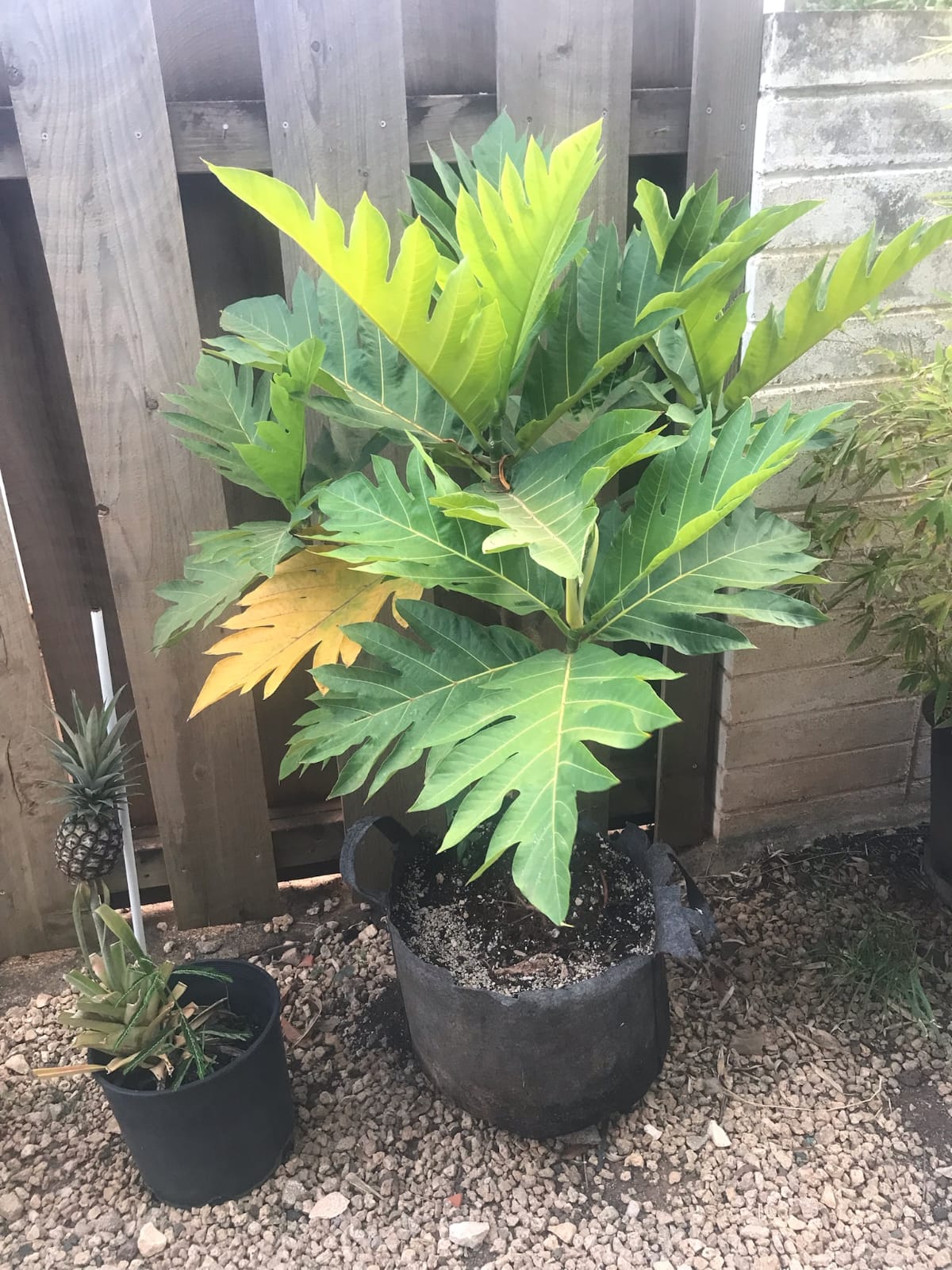 Breadfruit Two Gallon Pot