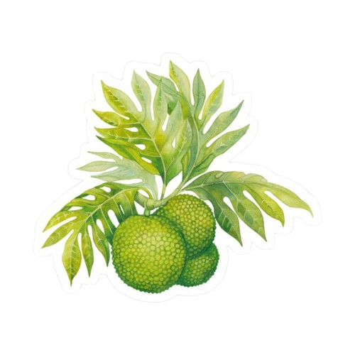 Breadfruit trees in Hawaii